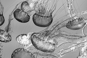 jelly fish in the ocean