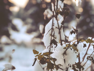 Sprig of a tree, leaves in the snow. Snow on the street of the city. The beginning of winter in Bakuriani