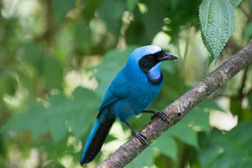 Turquoise Jay on branch in Mindo Cloud Forest Ecuador