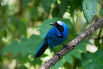 Turquoise Jay in tree Mindo Cloud Forest Ecuador