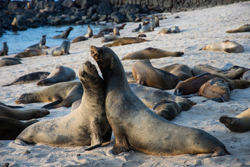 Sea lions courting in colony on beach Galápagos Islands Pacific Ocean Ecuador