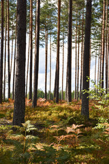 Colorful ground in a bright pine tree forest