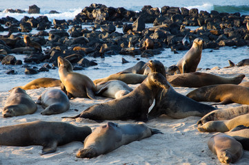 Colony of sea lions on white sand beach Galápagos Islands Ecuador Pacific Ocean