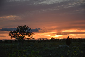 Sunset landscape with a tree silhouette
