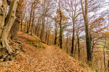 Forest landscape with a hiking trail on a hill surrounded by bare trees, ground covered with dry leaves against a cloudy sky in background, autumn day in Theux, Belgian Ardennes