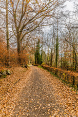 Fototapeta na wymiar Path between bare trees against cloudy sky in background, ground covered by brown dry leaves, small bush as fence, autumn day in forest, Vielsalm in the Belgian Ardennes