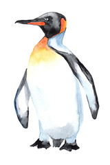 Watercolor clipart with penguin isolated on white background. Hand drawn illustration