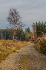 Dirt road leading to the forest with a lot of tall pine trees on a wonderful and cold winter day with many clouds in of the Belgian Ardennes