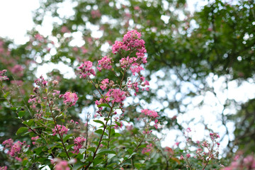 Fototapeta premium flowers of a tree