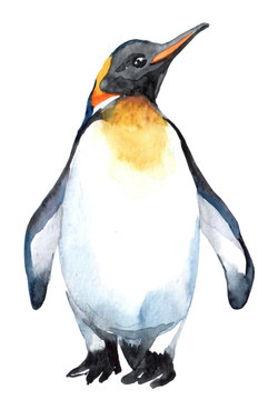 Watercolor clipart with penguin isolated on white background. Hand drawn illustration