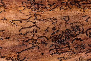 view of a tree bark with irregular patterns possibly caused by the bark beetle in the forest of the Belgian Ardennes