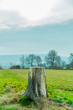 Tree stump on green grass in a pasture land with trees and light fog in the blurred background, cloudy and misty autumn day in the Belgian Ardennes. Belgian Ardennes