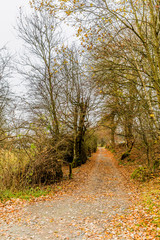 beautiful image of a dirt road with dry leaves in a wonderful autumn day in of the Belgian Ardennes