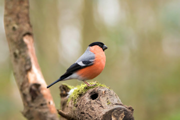 Eurasian Bullfinch perched on a branche in the forest
