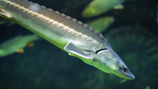 Beautiful sturgeon fish swims in clear aquarium water in a flock of trout