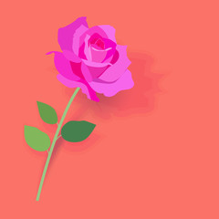 Fototapeta premium Beautiful pink rose with green leaf on pink background.