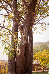cute Chipmunk on brown tree