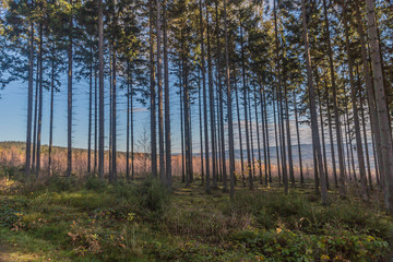 Wooded landscape huge pine trees with sparse foliage against clear blue sky, green grass covering the ground, small mountains in background, sunny winter day in the Belgian Ardennes