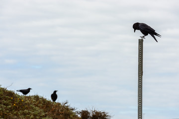 Crow on a metal pole, San Simeon, California, USA