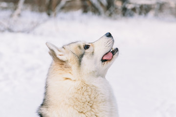 Husky dog on snowy field in winter forest. Pedigree dog. Playful dog