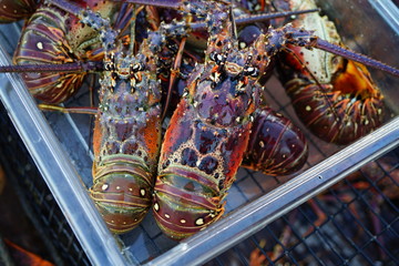 Fresh live spiny lobster just picked from the Caribbean Sea