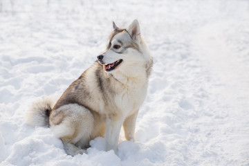 Husky dog on snowy field in winter forest. Pedigree dog