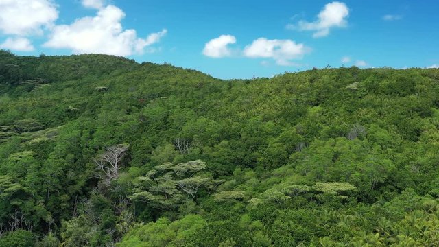 Aerial view of Vallee de Mai Nature Reserve in Praslin island inland, lush green jungle, old rare tropical trees and palms in UNESCO protected nature park - Seychelles