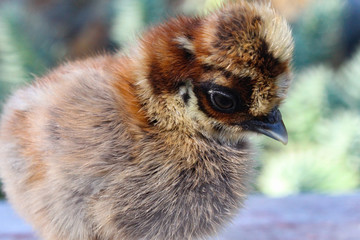 Fototapeta premium Close Up Bantam Silkie