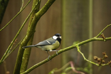 Kohlmeise im Garten