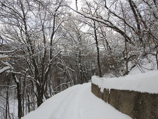 Naklejka premium Forest in snow