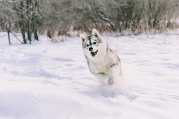 Husky dog on snowy field in winter forest. Pedigree dog running on the snow