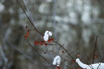 Schnee auf einem Ast mit roten Beeren