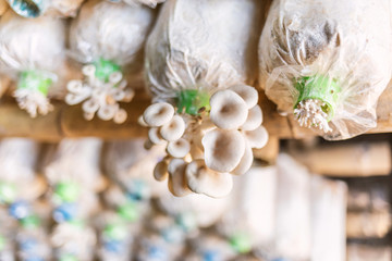 oyster mushroom organic cultivation