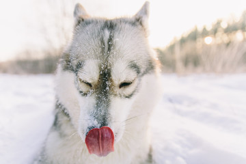 Fototapeta premium Husky dog on snowy field in winter forest. Pedigree dog licking nose