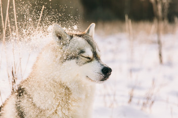 Obraz premium Husky dog on snowy field in winter forest. Pedigree dog