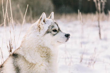 Obraz premium Husky dog on snowy field in winter forest. Pedigree dog