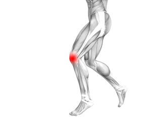Conceptual knee human anatomy with red hot spot inflammation or articular joint pain for leg health care therapy or sport muscle concepts. 3D illustration man arthritis or bone osteoporosis disease