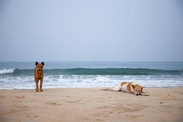 two dogs chilling on the beach