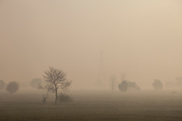 fog morning tree silhouette field