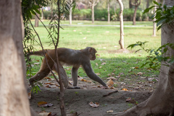 monkey in forest from behind walking away