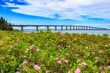 View of confederation bridge with flowers in front - obrazy, fototapety, plakaty