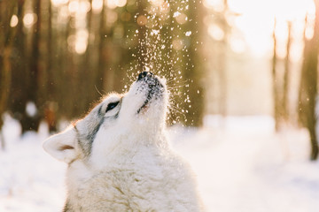 Husky dog on snowy field in winter forest. Pedigree dog playing with snowflakes on a sunset