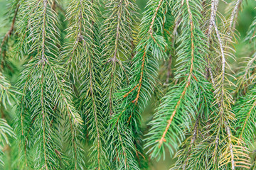 green pine background.copy space.nature,forest