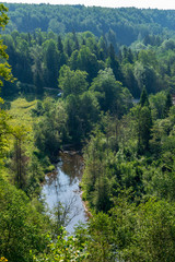 wavy river in forest in green summer