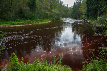 wavy river in forest in green summer