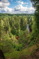 wavy river in forest in green summer