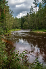 Obraz premium wavy river in forest in green summer