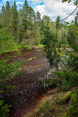 wavy river in forest in green summer