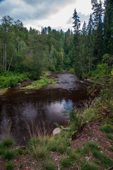 wavy river in forest in green summer