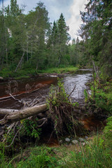wavy river in forest in green summer